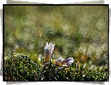 Krokusy, Makro, Bokeh