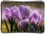 Makro, Fioletowe, Krokusy, Krople