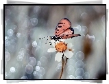 Makro, Biały, Kwiatek, Motyl