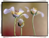 Makro, Kwiatki