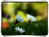 Makro, Białe, Kwiaty, Stokrotki
