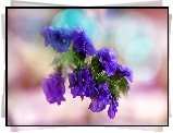 Kwiaty, Makro, Bokeh