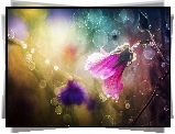 Ślazówka letnia, Kwiat, Bokeh, Światło