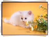 Mały, Biały, Kotek, Kwiaty