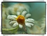 Margerytka, Biały, Kwiat, Bokeh