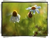 Ślimak, Margerytka, Bokeh