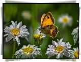 Margerytka, Motyl