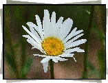 Margerytka