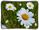 Margerytki