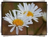 Margerytki