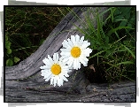 Margerytki