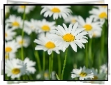 Margerytki