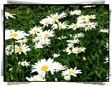 Margerytki