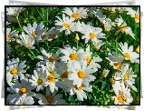 Margerytki