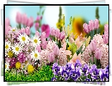 Kwiaty, Margerytki, Hiacynty, Bratki, Lilia, Tulipany, 2D