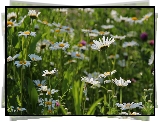 Margerytki, Białe, Kwiaty, Łąka
