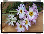Margerytki, Dwukolorowe, Kwiaty, Deska