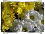 margerytki, Białe, Żółte, Kwiaty, Poranna, Rosa
