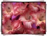 Mieczyki Gladiolus