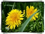 Żółte, Kwiaty, Mniszek Pospolity