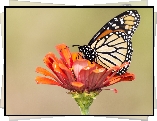 Motyl, Monarch, Kwiat