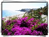 Morze, Plaża, Kwiaty, Hiszpania