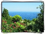 Morze, Kwiaty, Roślinność, Sycylia