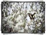 Motyl, Paź królowej, Gałązki, Białe, Kwiatuszki