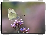 Motyl, Bielinek, Biały, Owad