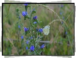 Kwiaty, Motyl, Bielinek rzepnik, Trawa