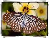 Brązowy, Motyl, Kwiat