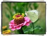 Motyl, Bielinek, Kwiat, Cynia, Różowa