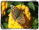 Motyl, Perłowiec malinowiec, Kwiat, Cynia, Żółta