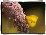 Motyl, Latolistek cytrynek, Budleja