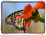 Motyl monarch, Czerwony, Kwiat