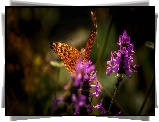 Motyl, Dostojka, Fioletowe, Kwiaty