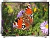 Motyl, Rusałka Pawik, Fioletowy, Aster