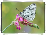 Motyl, Niestrzęp głogowiec, Kwiat