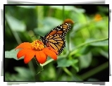 Kolorowy, Motyl, Monarcha