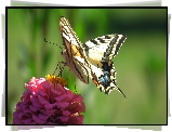 Motyl, Paż królowej, Kwiat