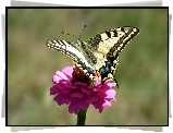 Motyl, Paż królowej, Kwiat