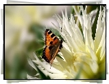 Motyl, Kwiat