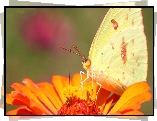 Motyl, Kwiat