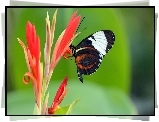 Motyl, Kwiat