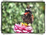 Motyl, Rusałka admirał, Kwiat, Cynia