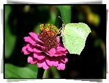 Motyl, Cytrynek, Kwiat, Cynia