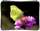 Motyl, Cytrynek, Kwiat, Cynia