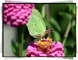 Motyl, Cytrynek, Kwiat, Cynia