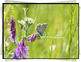 Motyl, Modraszek ikar, Kwiat, Wyka