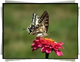 Motyl, Paż królowej, Kwiat, Cynia